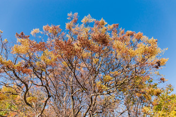 Tops of trees with autumn leaves against clear sky