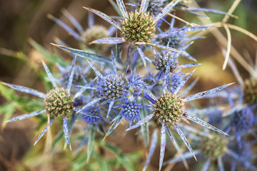 Flowers in the meadow. Macro photography