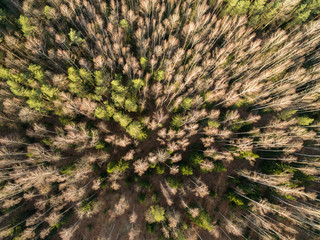 Top view of the autumn forest. Aerial view of the landscape