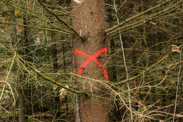 Pine tree in forest marked with red X to be cut down