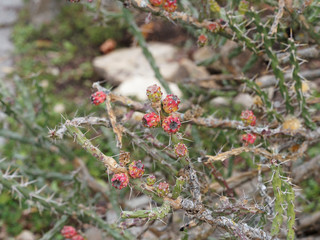 Cactus Harrisia à forme de cierge arbustif, aux rameaux dressés et tortueux, à fruits comestibles rouges