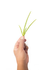 Small aloe vera seedlings in hand on white background.