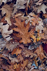 brown leaf with autumn colors in the nature, autumn season