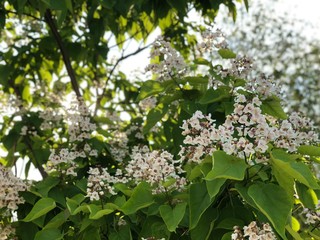 white flowers of apple tree in spring