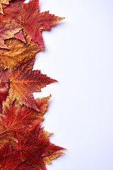 red maple leaves with autumn colors on the white background, autumn season
