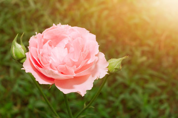 Pink rose flower with light sunset ,outdoor nature texture background.