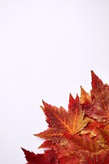 red maple leaves with autumn colors on the white background, autumn season