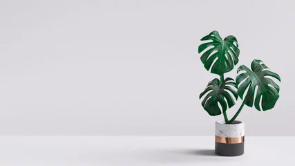 Foto auf Acrylglas Monstera-Pflanze im Topf isoliert auf weißem Hintergrund. Minimale tropische Blätter Zimmerpflanze Wohnkultur. 3D-Rendering. © vpanteon