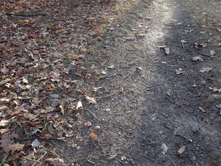 trail with fallen autumn withered leaves