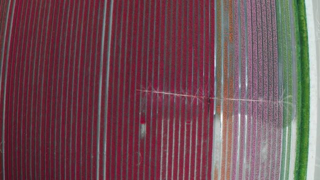 Aerial view of tulip planted fields in the Dronten area. Spring in the Netherlands