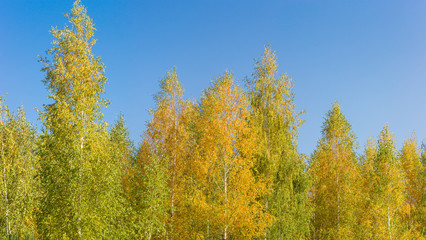 Fototapeta premium Panorama of birches tops with autumn leaves against clear sky