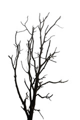 silhouette dead tree isolated on white background