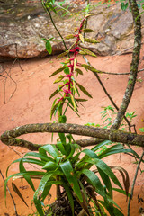 Tropical flower at Amboro national parc, Bolivia.