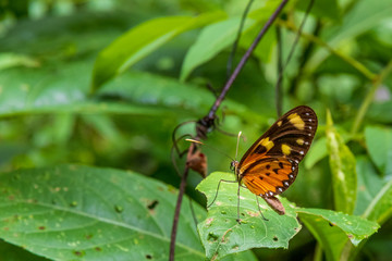 Butterfly in forest at Amboro national park, Bolivia.