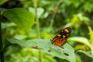 Butterfly in forest at Amboro national park, Bolivia.