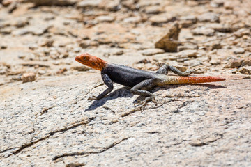 Read headed agama sitting on a stone, Namib desert, Namibia