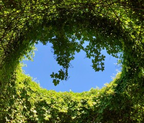 green leaves and blue sky