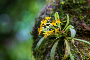 Tropical flower at Amboro national parc, Bolivia.