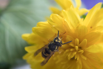 Macro of a wasp bee on a yellow chrysanthemum flower.