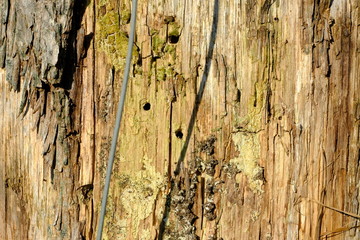 verwitterter Holzpfosten mit Draht