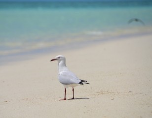 Silver eye seagull on a white sand beach on Australia's Heron Island on the Great Barrier Reef