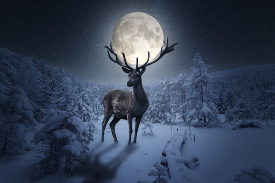 Gro&szlig;er m&auml;rchenhafter Hirsch steht in einer Winterlandschaft. Das Geweih h&auml;lt einen gro&szlig;en Vollmond in einer Sternen Nacht