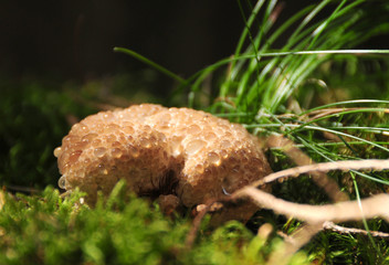 Fleckender Saftporling