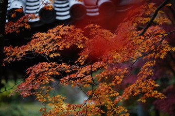 古都奈良の風景　紅葉　 Country scenery Autumn leaves Nara Japan