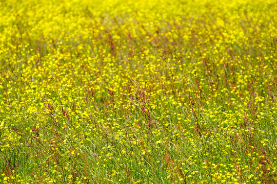 Ile D'Arz Au Printemps