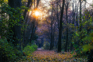 autumn forest with road