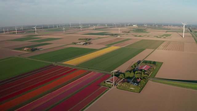 Aerial view of tulip planted fields in the Dronten area. Spring in the Netherlands