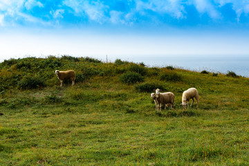 Naklejka na ściany i meble Sheeps in a meadow green