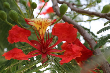 red flower in garden