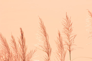 Obraz premium The grass flower in nature abstract background, the sun and flower in nature