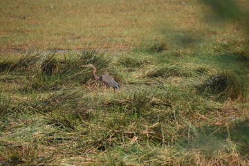 heron in habitat