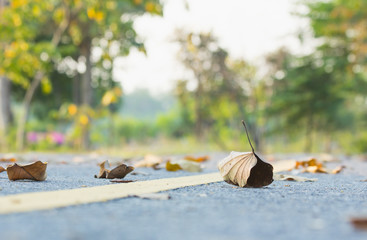 the leaf texture pattern, the leaf in nature background