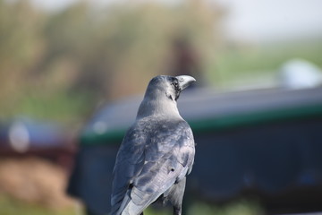 The bird eagerly waits for it's pray.