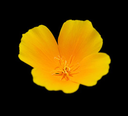 Fototapeta na wymiar Beautiful yellow flower isolated on a black background