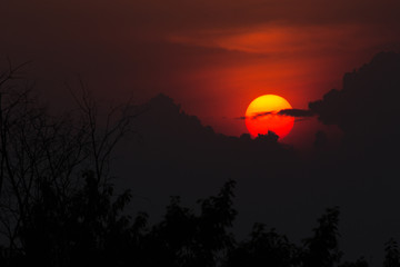 Obraz premium the tree twig on sunset, the sunset abstract background