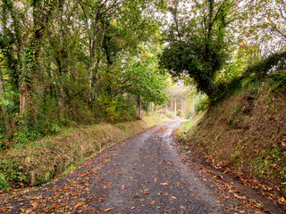 Countryside wet road in autumn. Forest in Spain