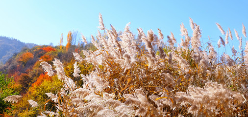 Bright sunny autumn reeds on the background of blue sky; golden fall concept