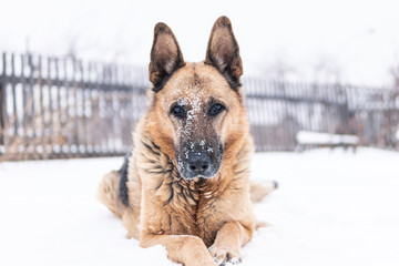a sad dog lies in the snow in the backyard. winter came.