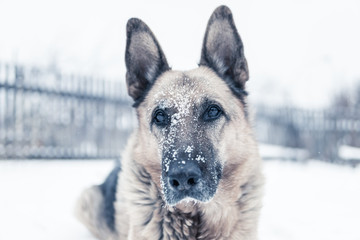 sad dog in the snow