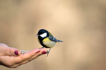 Cute titmouse sits on a hand and eats food.