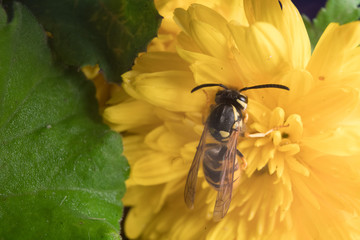 Macro of a wasp bee on a yellow chrysanthemum flower.