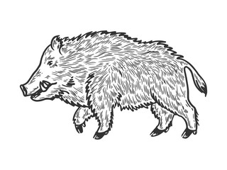 Wild boar sketch engraving vector illustration. T-shirt apparel print design. Scratch board style imitation. Black and white hand drawn image.
