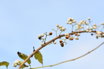 白い実