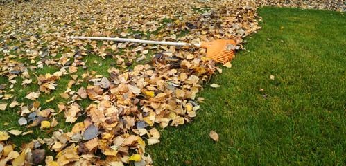 Obraz premium Pile of fall leaves with fan rake on lawn