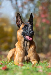 Young belgian malinois shepherd in the autumn park