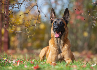 Young female Belgian Shepherd Dog Malinois on a background of autumn landscape